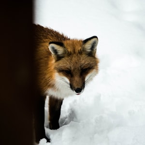 ylvis the fox(djjhapz club hype mix) [Mash Up]